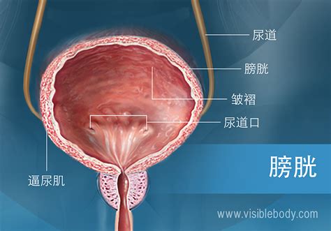 膀胱在那裡